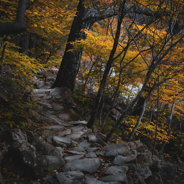 가을 숲길